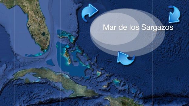 Sargazo en el mar